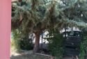 İNCEK (ÖYSEKENT) AHLATLIBEL MAHALLESİNDE HAZIR BAHÇE
